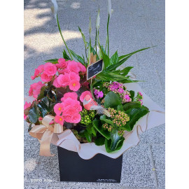 Aranjament plante AN16